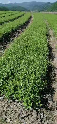 [蒼術種苗批發]陜西商洛鎮安縣蒼術種苗 0.25元/棵【精品】蒼 _ 一畝田