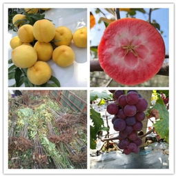 貴州貴陽(yáng)哪里基地才賣早熟葡萄苗