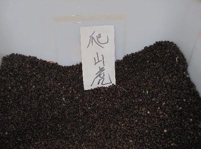 【供應(yīng)寧夏爬山虎種子價格】價格,廠家,其他種子、種苗-搜了網(wǎng)