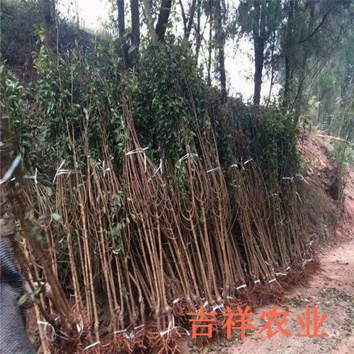 2年生李子樹苗,2公分粗的李子樹苗批發