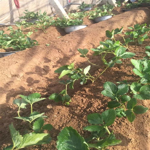 【陜西達賽萊克特草莓苗產量是多少】- 