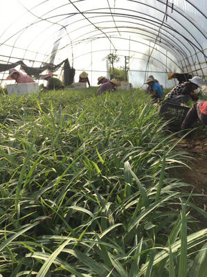 [白芨種苗批發]陜西漢中漢臺區白芨種苗 0.30元/棵白芨種苗基 _ 一畝田