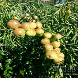 【陜西梨棗棗樹苗產(chǎn)地】-