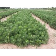 陜西農(nóng)豐種苗