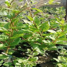 【青藤農(nóng)業(yè) 獼猴桃種苗果大味甜 陜西獼猴桃苗 常年供應圖片】青藤農(nóng)業(yè) 獼猴桃種苗果大味甜 陜西獼猴桃苗 常年供應