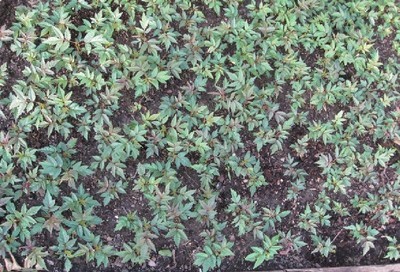 陜西苗木基地-陜西香椿樹苗供應|出售香椿樹苗|香椿樹苗價格 -陜西厚樸苗價格|陜西櫻桃苗價格|陜西獼猴桃苗 產(chǎn)品展示(陜西苗木基地、陜西種苗供應商、陜西苗木批發(fā))-金泉網(wǎng)