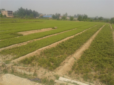 陜西白皮松-陜西白皮松批發(fā)-陜西厚樸苗價格|陜西櫻桃苗價格|陜西獼猴桃苗 產(chǎn)品展示(陜西苗木基地_陜西種苗供應商_陜西苗木批發(fā))-金泉網(wǎng)