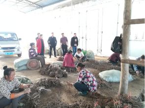 縣農(nóng)業(yè)局到大地鄉(xiāng)指導農(nóng)業(yè)產(chǎn)業(yè)生產(chǎn)助推脫貧攻堅