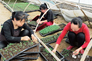 定襄縣設施農業工廠忙育苗