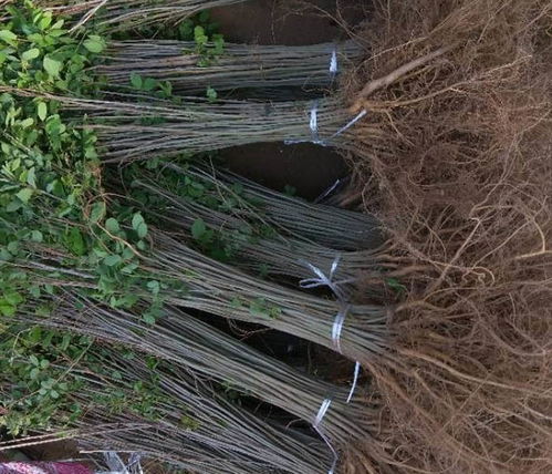 紫穗槐種苗,川姐紫穗槐根系發達,陜西紫穗槐種苗批發