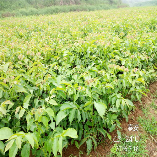 【求購香玲核桃樹苗香玲核桃樹苗多少錢】- 