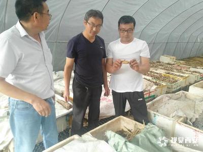 留壩:專家支招 產業發展有信心