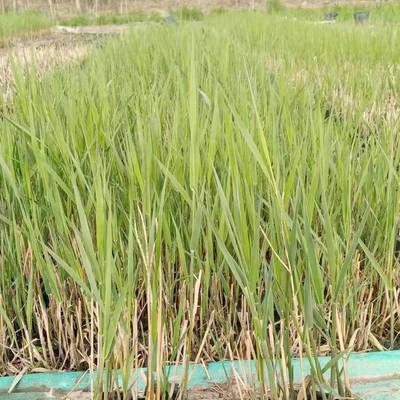 陜西盆栽蘆葦苗廠家批發 榆林市盆栽蘆葦種苗種植基地