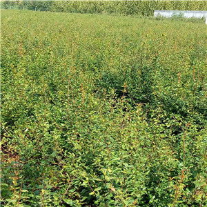 陜西紅瑪瑙石榴苗幾年豐產