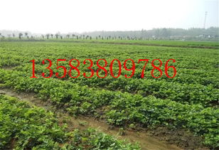 陜西臨潼區寶交草莓苗基地