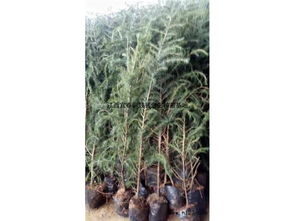 陜西雪松杯苗批發產地