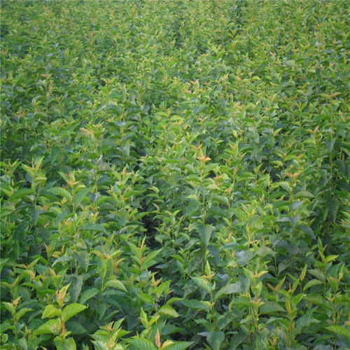 【俄羅斯八號櫻桃苗哪里購買、俄羅斯八號櫻桃苗新品種】- 