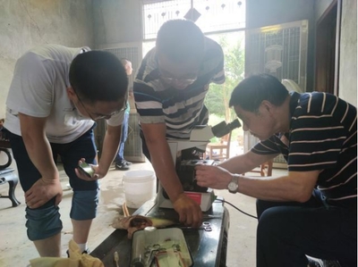 市老科協水產專家助力岳陽5萬畝鱸魚產業發展