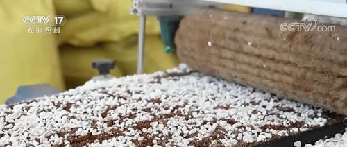 央視 中國三農(nóng)報道 聚焦德州武城 科技育苗 助力辣椒增產(chǎn)