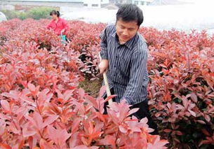 玉環(huán) 兩棲 村民工廠田間兩不誤