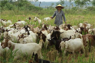 光山 農(nóng)家女養(yǎng)羊富農(nóng)家