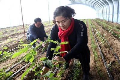 太空搭載的中科一號航天雜交構樹落戶大荔