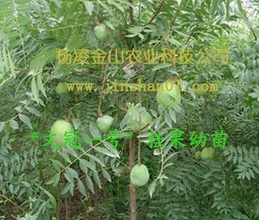 我想種文冠果,不知道哪的文冠果種苗好一些?