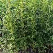 [黃刺梅種苗批發(fā)]陜西咸陽楊陵區(qū)黃刺梅種苗 1.00元/棵黃刺梅 _ 一畝田