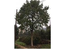 九江市林木種苗中心產品展示