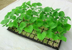 壽光市嘉禾蔬菜專業合作社