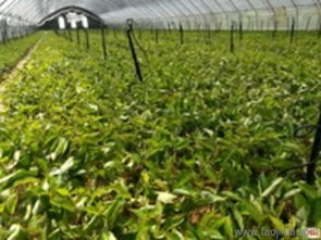 吉塞拉大櫻桃苗 泰安澤陽園藝場 陜西吉塞拉櫻桃苗