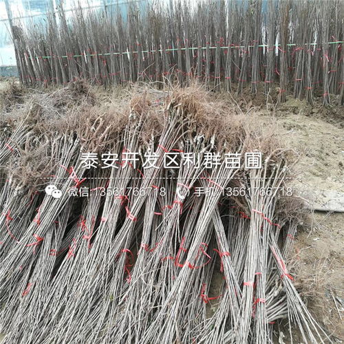 【2019年吉塞拉6號(hào)根系櫻桃樹苗、2019年吉塞拉6號(hào)根系櫻桃樹苗價(jià)格】- 