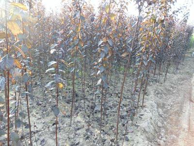 供應(yīng)用于綠化的陜西紅葉李樹苗批發(fā)商,紅葉李種苗基地