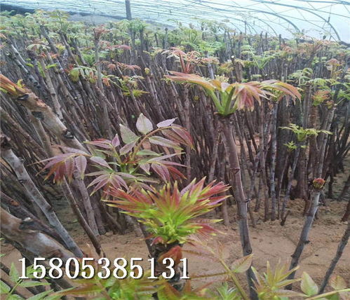 香椿樹苗在湖南常德哪個地方能買到苗露地香椿樹苗聯(lián)系方式