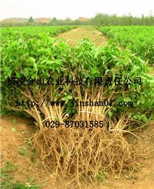 陜西西安楊凌金山農(nóng)業(yè)科技有限責任公司_金銀花,文冠果,除蟲菊,黃連木,五味子_