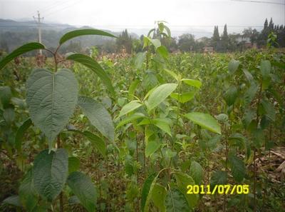 陜西厚樸苗價格-杜仲苗、供應(yīng)陜西杜仲苗、陜西杜仲苗基地 -陜西獼猴桃苗|獼猴桃苗批發(fā)|獼猴桃苗 產(chǎn)品展示(陜西苗木基地_陜西種苗供應(yīng)商_陜西苗木批發(fā))-金泉網(wǎng)