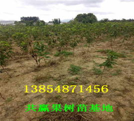 湖南懷化車厘子櫻桃樹苗才賣多少錢 主產(chǎn)區(qū) 送貨價格