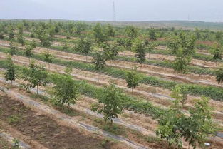 陜西特產(chǎn) 隴州蘋果