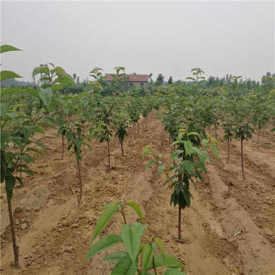 美早櫻桃苗價格與陜西種苗批發(fā)指南