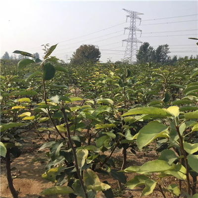 金秋梨樹苗批發價格與求購指南——聚焦陜西種苗市場