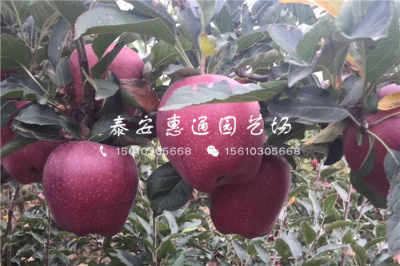 陜西耐凍樹苗價格穩中有升，農戶青睞優質種苗