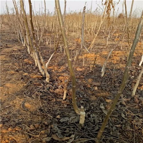 香玲核桃苗在陜西的種植效益分析