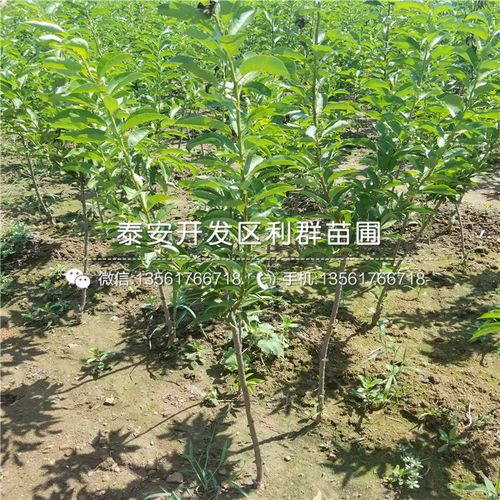 2018年陜西地區五月脆李子樹苗價格行情分析