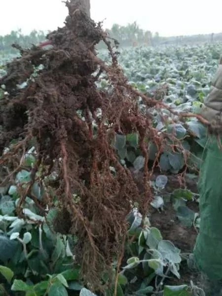 陜西種苗市場價格分析與行情動態