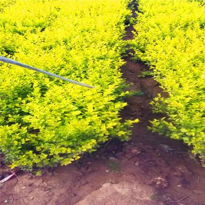 陜西特色植物資源 麥冬草與周至月季的產(chǎn)業(yè)價值與發(fā)展