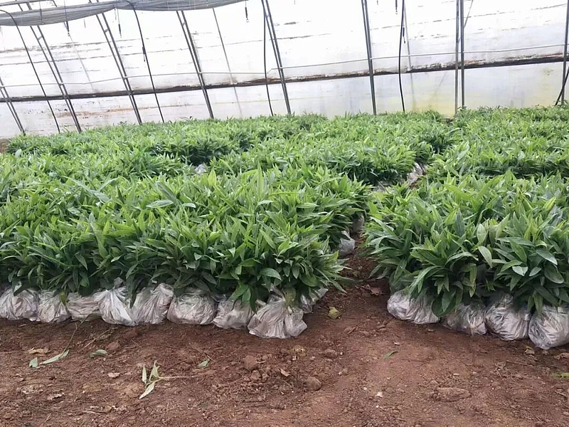 科技賦能育新苗 陜西秦蘊慧耕激活中藥材產(chǎn)業(yè)新質(zhì)生產(chǎn)力